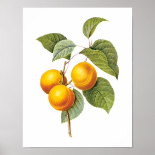 Vintages Lebensmittelobst, Apricot Peach von Redou Poster