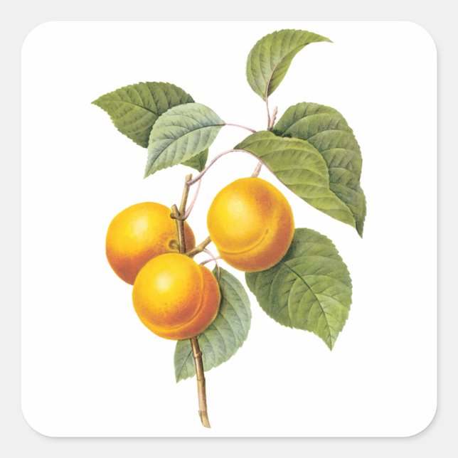 Vintages Lebensmittelobst, Apricot Peach von Redou Quadratischer Aufkleber (Vorderseite)