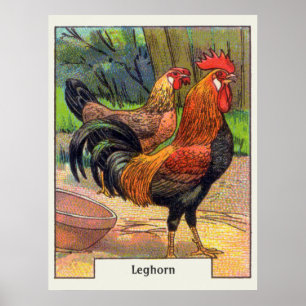 Vintages Leghorn-Huhn Poster