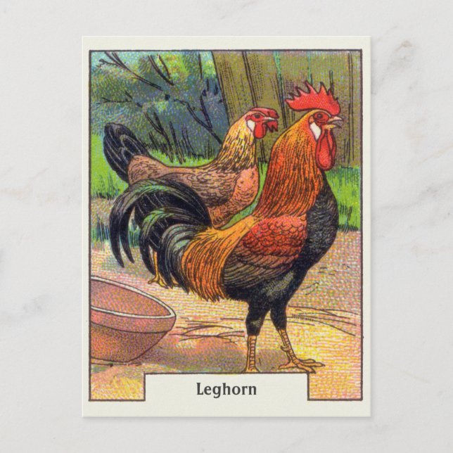 Vintages Leghorn-Huhn Postkarte (Vorderseite)
