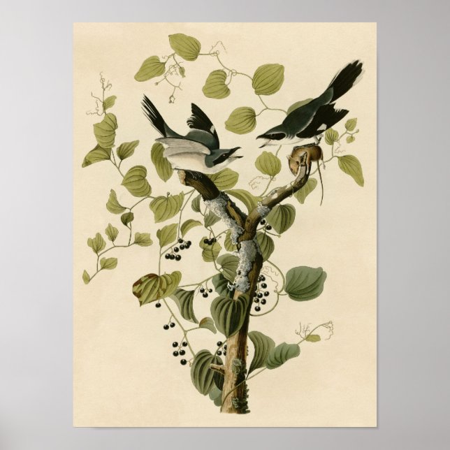 Vintages Loggerhead Shrike Poster drucken (Vorne)