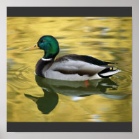 Vintages Mallard Duck Art Print Poster