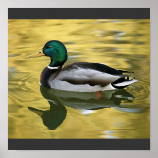 Vintages Mallard Duck Art Print Poster