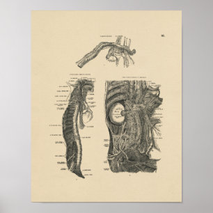Vintages menschliches Nerv Anatomie 1880 Print Poster