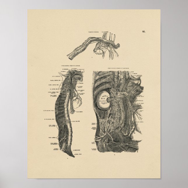 Vintages menschliches Nerv Anatomie 1880 Print Poster (Vorne)