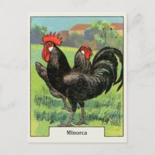 Vintages Minorca Huhn Postkarte