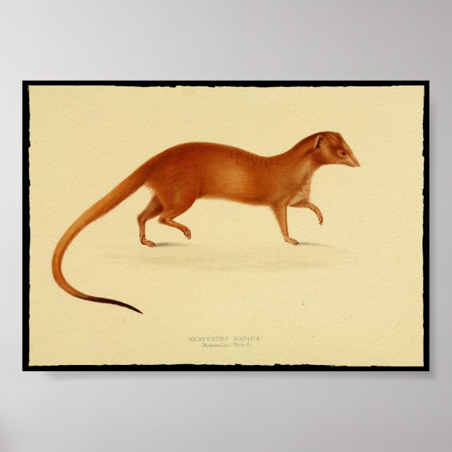 Vintages Mongoose-Poster Poster (Vorne)