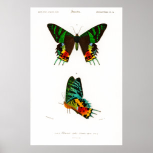 Vintages Moth-Poster aus Madagaskar Poster