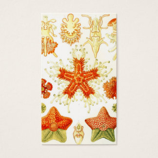 Vintages Naturalist Image von Starfish (Asteroidea