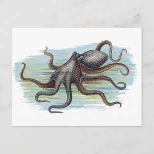 Vintages Nautikmonster - Octopus Monster of the De Postkarte