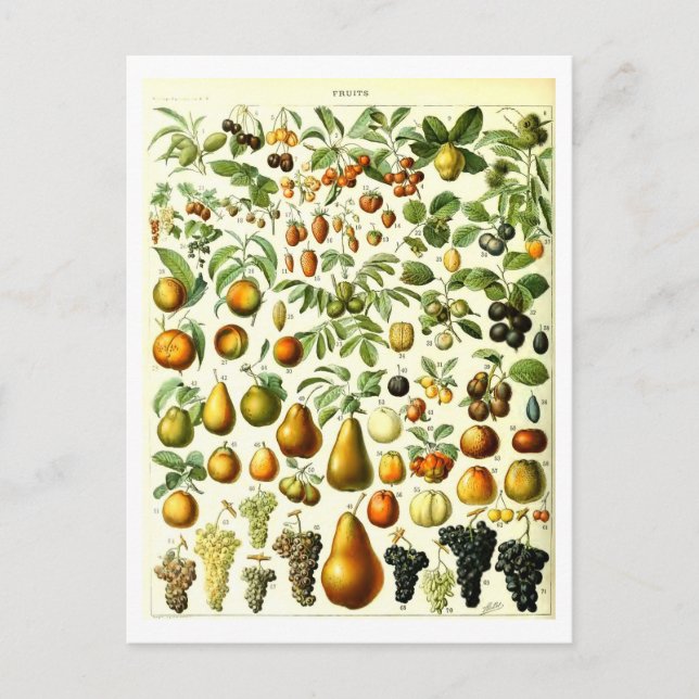 Vintages Obst Botanische Illustration Postkarte (Vorderseite)