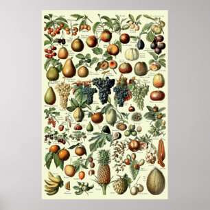 Vintages Obst von Adolphe Millot Poster