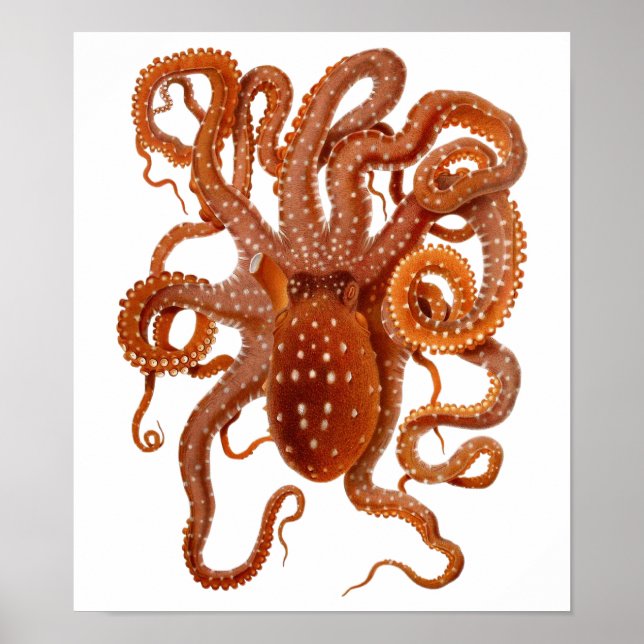 Vintages Oktopus-Poster Poster (Vorne)