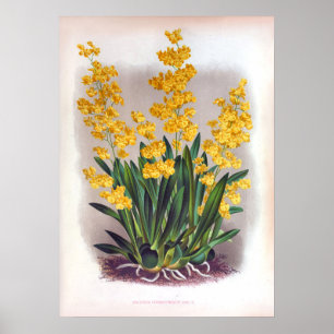 Vintages Oncidium Cheirophorum Golden Yellow Orchi Poster