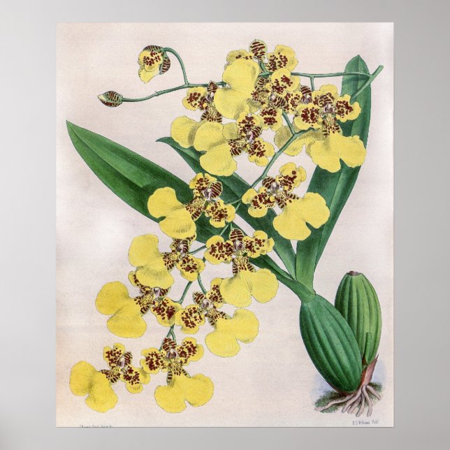 Vintages Oncidium Marshallianum Orchid Blume Poster (Vorne)
