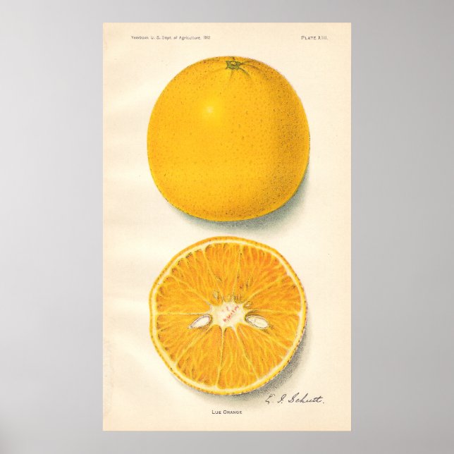 Vintages Orangenposter Poster (Vorne)