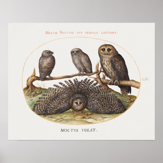 Vintages Owl Illustrations-Poster Poster (Vorne)