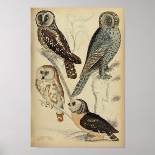 Vintages Owl Illustrations-Poster Poster