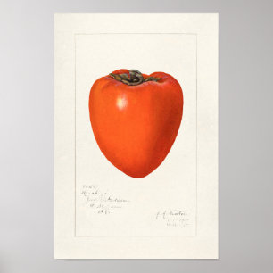 Vintages Persimmon Fruchtfarben-Malerei Poster