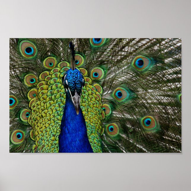 Vintages Pfauenillustrierungspaket Poster (Vorne)