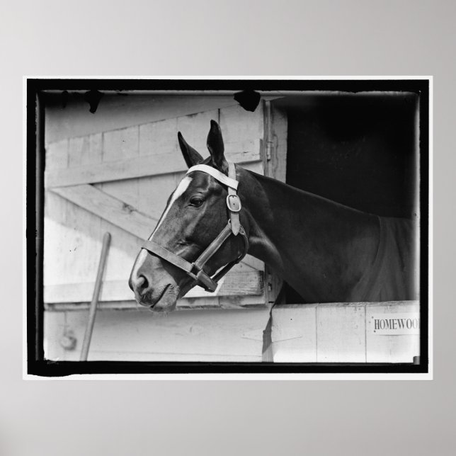 Vintages Pferd 1913 Poster (Vorne)