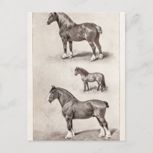 Vintages Pferd Clydesdale Shetland Belgische Pferd Postkarte