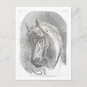 Vintages Pferd Postkarte