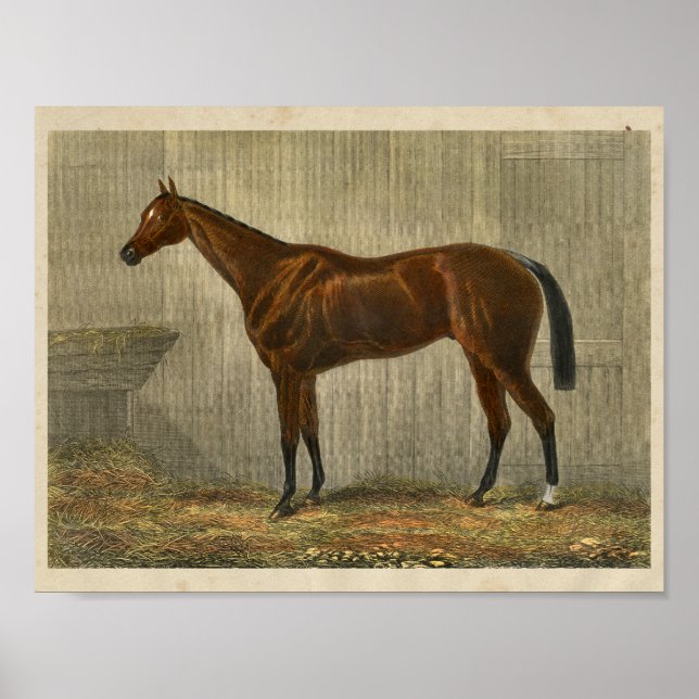 Vintages Pferd Print 1873 Blue Cown Poster (Vorne)