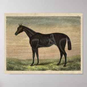 Vintages Pferd Print 1873 Pretender Poster