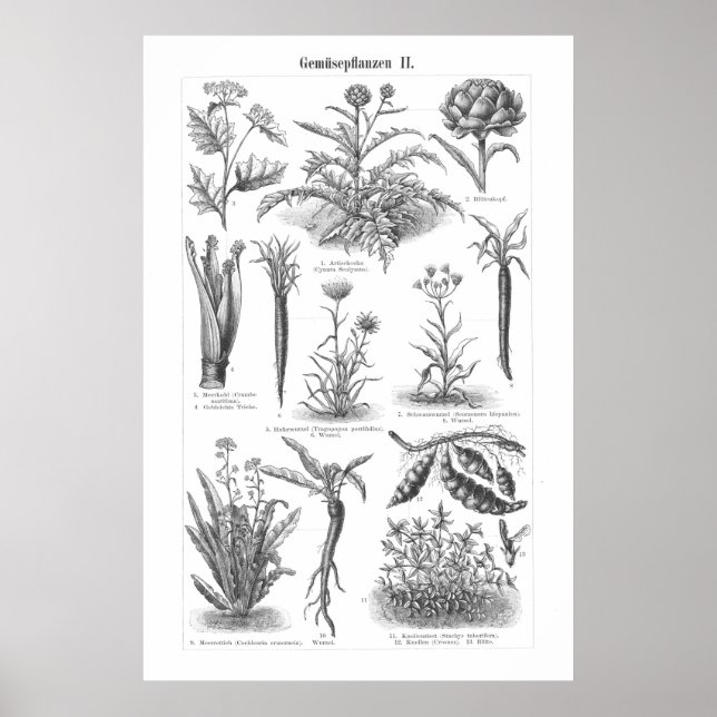 Vintages pflanzliches Pflanzenkopfblatt Botanische Poster (Vorne)