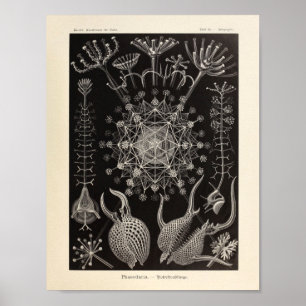Vintages Phaeodaria Ernst Haeckel Art Print Poster