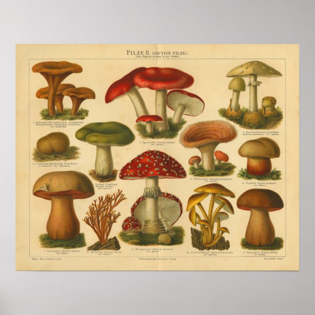 Vintages Pilze-Pilze-Varieté Rot-Grün-Print Poster (Vorne)