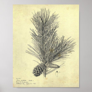 Vintages Pine Branch Poster