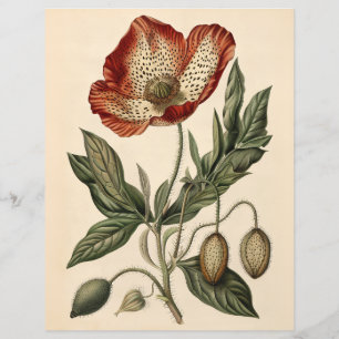 Vintages Poppy Illustration Scrapbook Paper