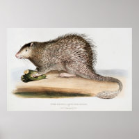 Vintages Porcupine