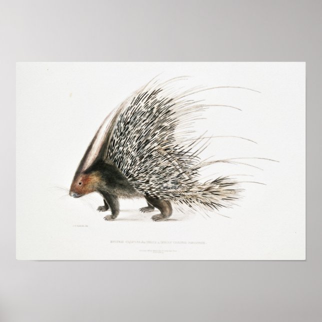 Vintages Porcupine Poster (Vorne)
