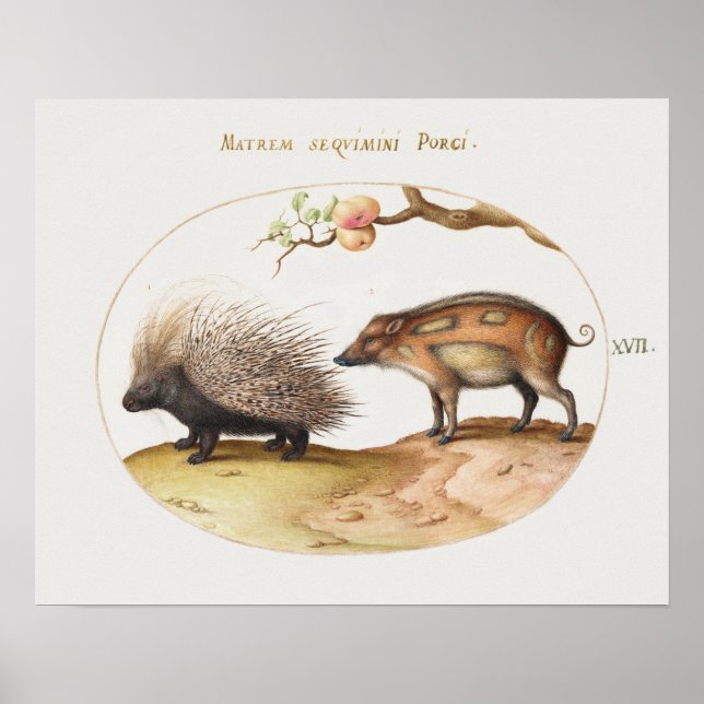 Vintages Porcupine Poster (Vorne)