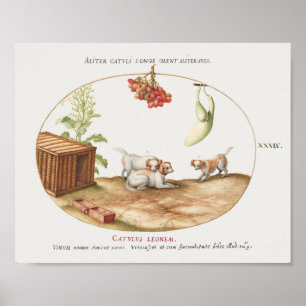 Vintages Poster für Jungtiere