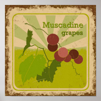 Vintages Poster Muscadine Trauben