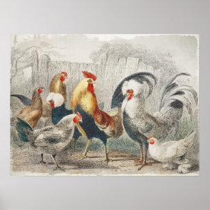 Vintages Poster oder Decoupage von Hühnern