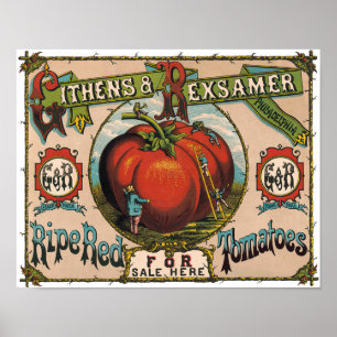 Vintages Reif-Tomaten-Poster Poster