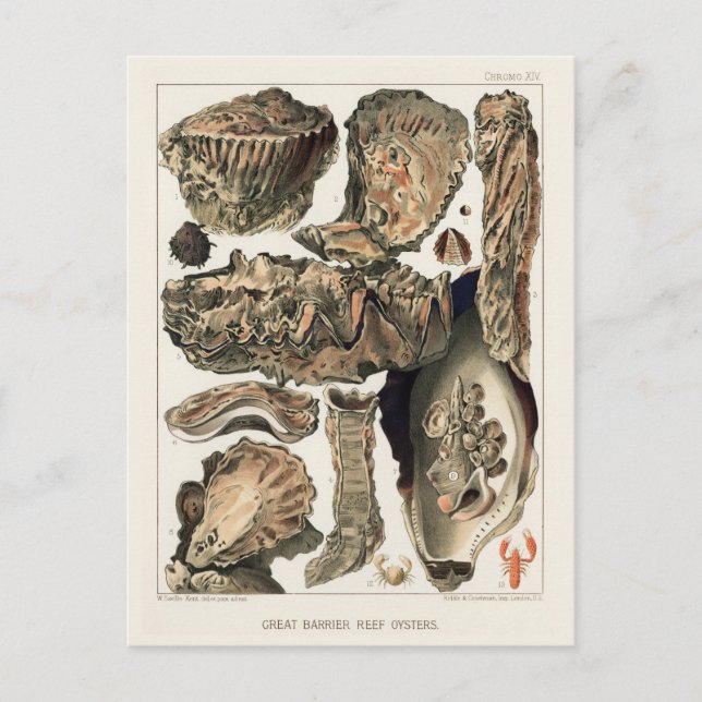 Vintages Riff der australischen Austern Postkarte (Vorderseite)