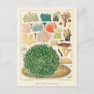 Vintages Riff der australischen Korallen Postkarte