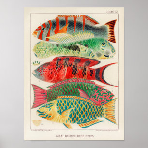 Vintages Riff der Great Barrier Reef aus Australie Poster