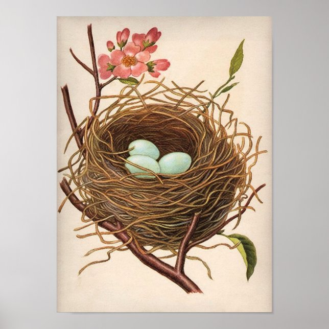 Vintages Robin-Ei-Nest auf dem Baumzweig Poster (Vorne)