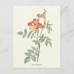 Vintages Rosa und Rote Rosen Botanische Schrift Postkarte