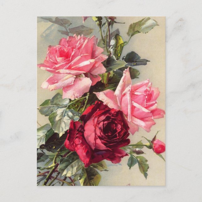 Vintages Rosa und Rote Rosen Postkarte (Vorderseite)