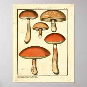 Vintages Rotes Orange Pilze Französische Kunst Poster