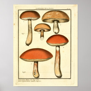 Vintages Rotes Orange Pilze Französische Kunst Poster