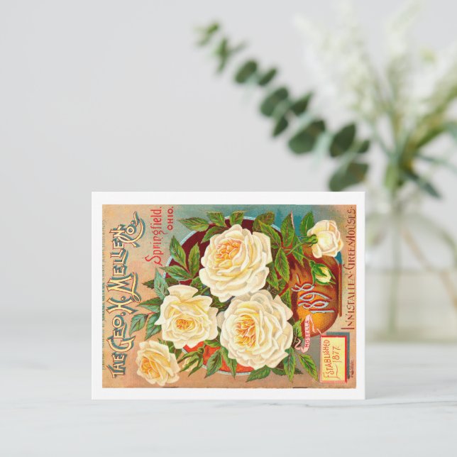 Vintages Saatgut Postkarte (Stehend Vorderseite)